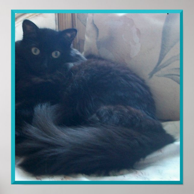 Póster Poster de gato persa negro (Frente)