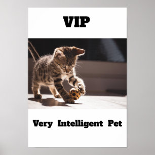Póster POSTER de gatos adorable de Mascota muy inteligent
