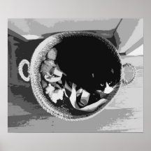 Poster de gatos de cesta