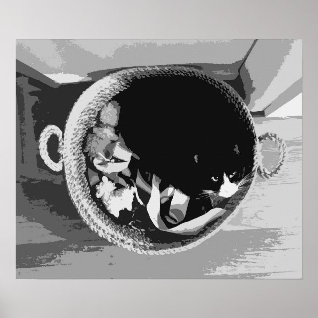 Póster Poster de gatos de cesta (Frente)