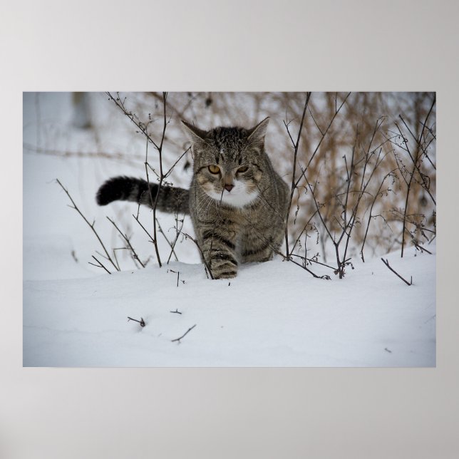 Póster poster de gatos de invierno (Frente)
