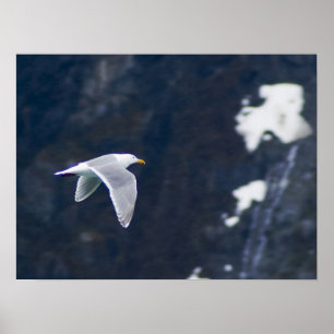 Póster Poster de gaviota 4