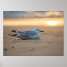 Poster de gaviota dormido