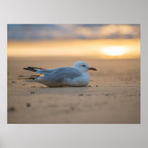Póster Poster de gaviota dormido