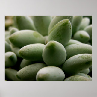 Póster Poster de gemas verdes