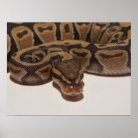 Poster de Ghost Ball Python