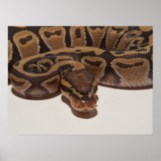 Póster Poster de Ghost Ball Python