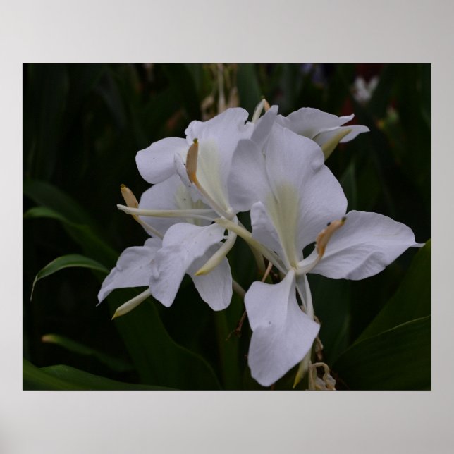Póster Poster de Ginger Lily-0105 (Frente)