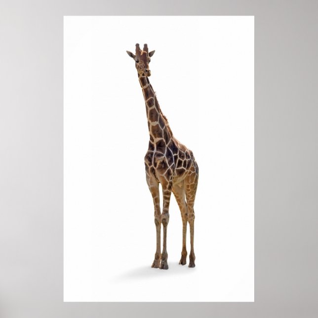 Póster Poster de Giraffe Imprimir (Frente)