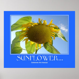 Póster Poster de girasol