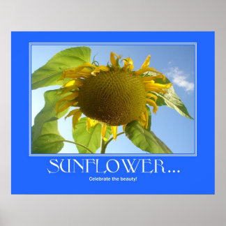 Póster Poster de girasol