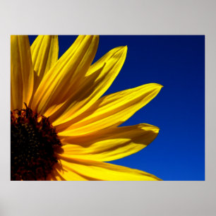 Póster Poster de girasol