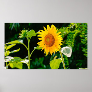 Póster Poster de girasol
