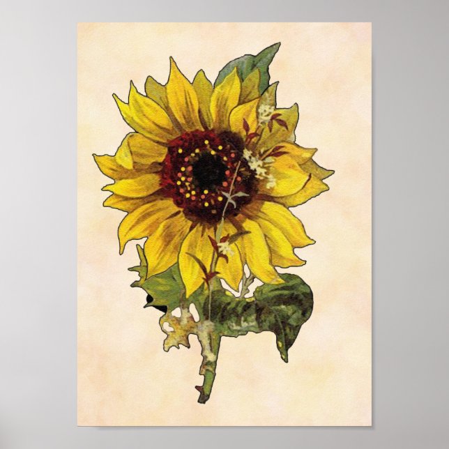 Póster Poster de girasol (Frente)