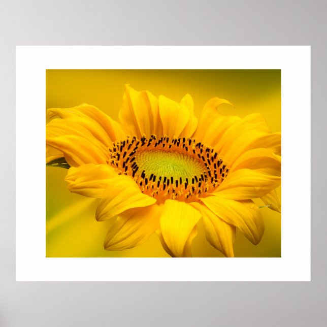 Póster Poster de girasol (Frente)