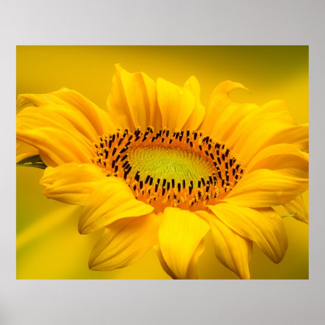 Póster Poster de girasol (Frente)