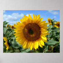 Poster de girasol