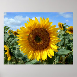 Póster Poster de girasol