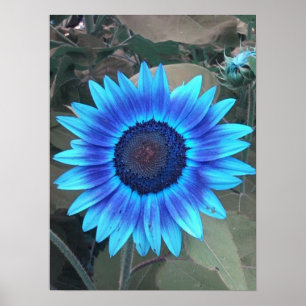 Póster Poster de girasol azul