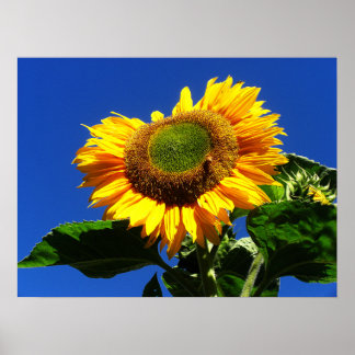 Póster Poster de girasol de terciopelo verde
