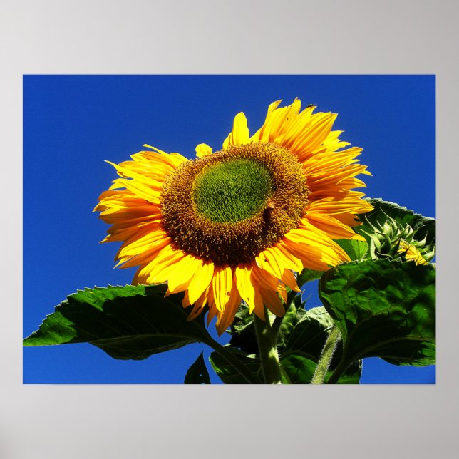 Póster Poster de girasol de terciopelo verde (Frente)