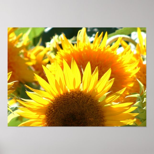 Póster Poster de girasoles (Frente)