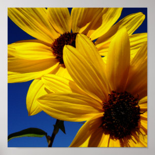 Póster Poster de girasoles