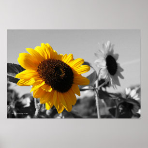 Póster Poster de girasoles