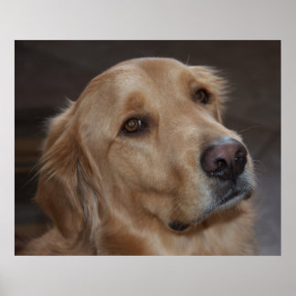 Póster Poster de Golden Retriever