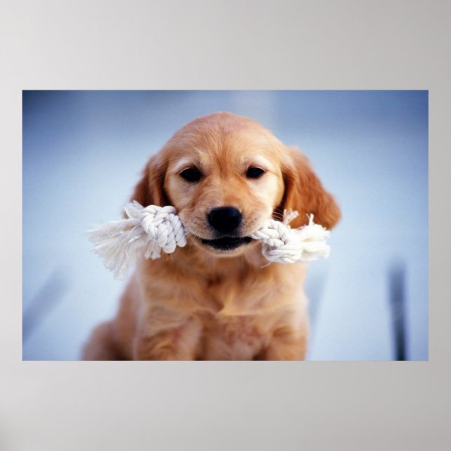 Póster Poster de Golden Retriever (Frente)