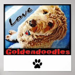 Póster Poster de Goldendoodles del amor
