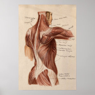 Póster Poster de gráfico de anatomía de época