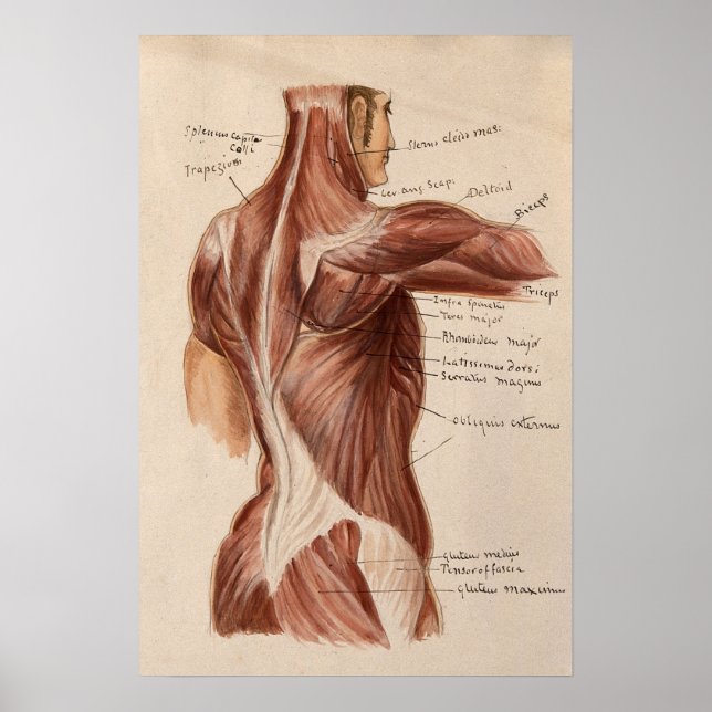 Póster Poster de gráfico de anatomía de época (Frente)