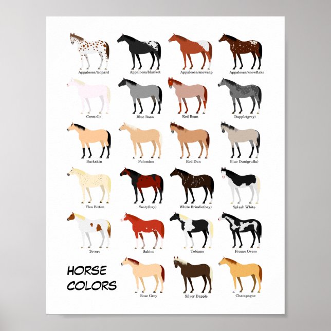 Póster poster de gráfico de color de caballo (Frente)