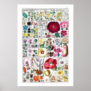 Póster Poster DE GRÁFICO DE FLORES BOTÁNICOS DE VINTAGE