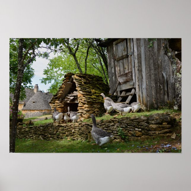 Póster Poster de granja de gansos de foie gras (Frente)