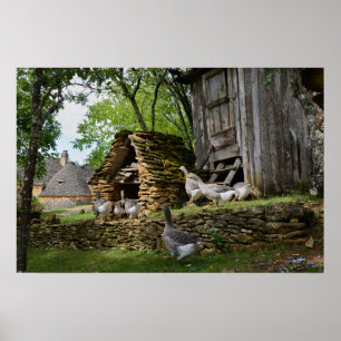 Póster Poster de granja de gansos de foie gras