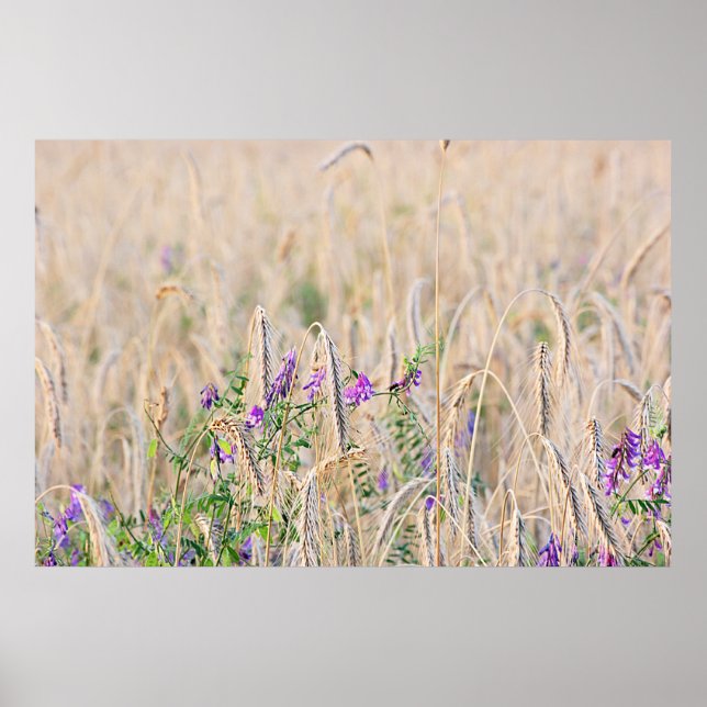 Póster Poster de grano en crecimiento (Frente)