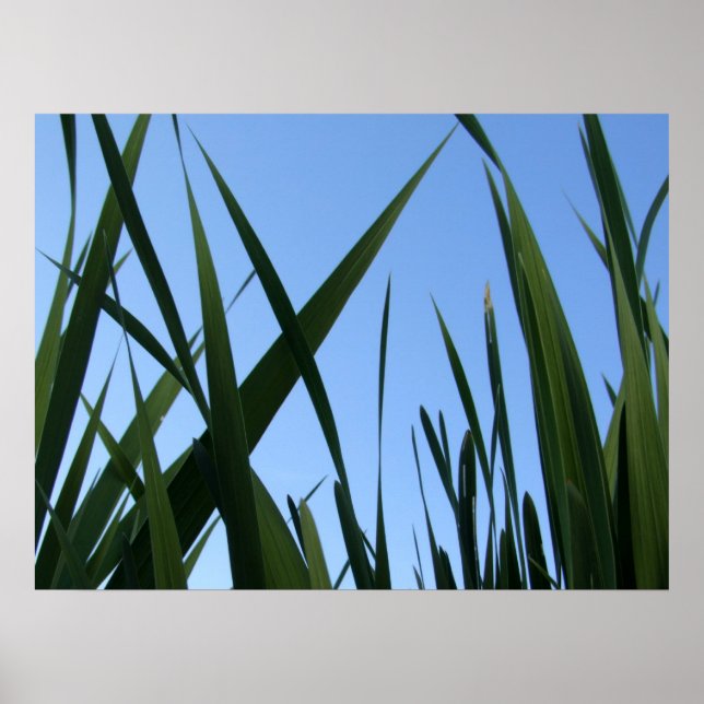 Póster Poster de Grass (Frente)