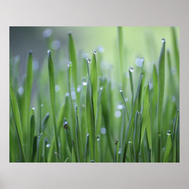 Póster Poster De Grass Con Dew Droplets (Frente)