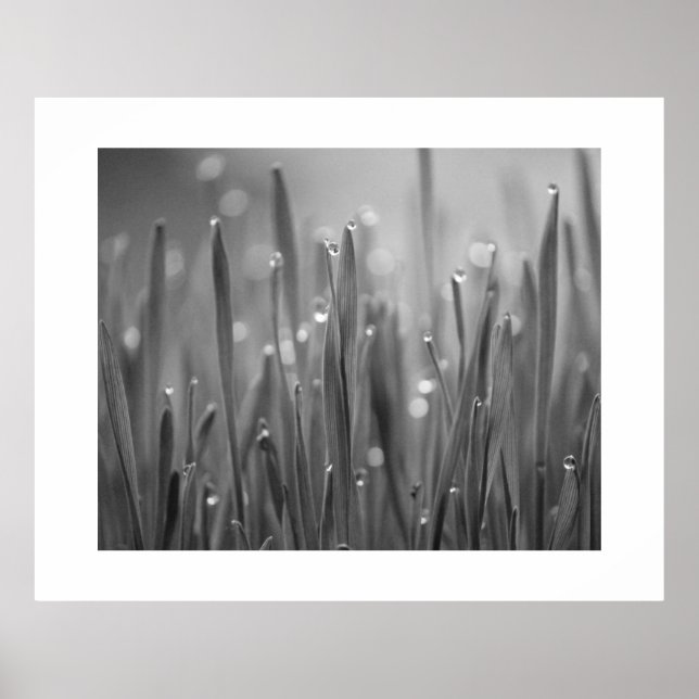 Póster Poster De Grass Con Dew Droplets (Frente)
