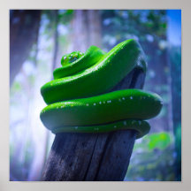 Poster de Green Tree Python (A)