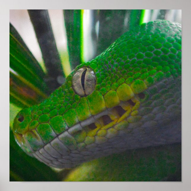 Póster Poster de Green Tree Python (B) (Frente)