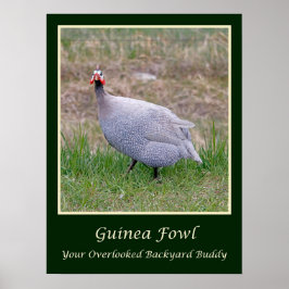 Póster Poster de Guinea Fowl
