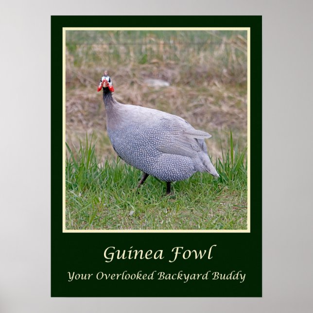 Póster Poster de Guinea Fowl (Frente)