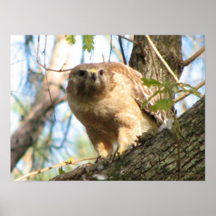 Póster Poster de halcón de hombro rojo