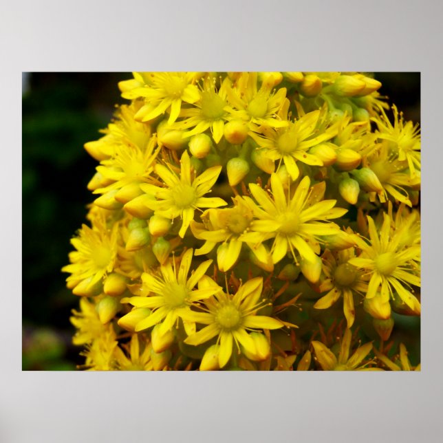 Póster Poster de HappY YeLLoW (Frente)