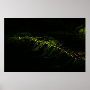 Póster Poster de helechos de bosque iluminados con sol (6