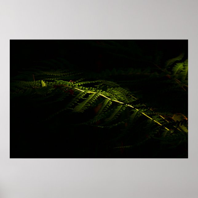 Póster Poster de helechos de bosque iluminados con sol (6 (Frente)