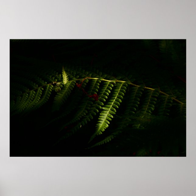 Póster Poster de helechos de bosque iluminados con sol (6 (Frente)